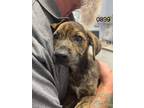 Adopt Xeno a Labrador Retriever / Mixed dog in Darlington, SC (41450244)