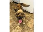 Adopt Arfwen a Chow Chow / Shepherd (Unknown Type) / Mixed dog in Darlington