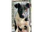 Adopt Mario a Labrador Retriever / Mixed dog in Darlington, SC (41450242)