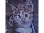 Adopt Habanero Cat UT a Domestic Short Hair