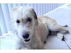 Adopt Lucy a White Glen of Imaal Terrier / Terrier (Unknown Type