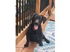 Adopt Waldo~adopted! a Black Basset Hound / Labrador Retriever / Mixed dog in