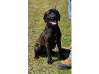 Adopt SID a Black Labrador Retriever / Mixed dog in Clinton, NC (41450218)
