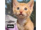 Adopt Micah a Domestic Short Hair