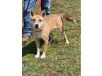 Adopt GAGA a Brown/Chocolate Shepherd (Unknown Type) / Mixed dog in Clinton