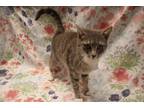 Adopt Splash a Gray or Blue Domestic Shorthair / Mixed Breed (Medium) / Mixed