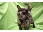 Adopt Margo a All Black Domestic Shorthair / Domestic Shorthair / Mixed cat in