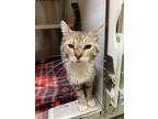 Adopt Gimli 24-C0121 a Gray or Blue Domestic Shorthair / Mixed Breed (Medium) /