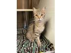 Adopt Piper 24-C0090 a Tan or Fawn Domestic Shorthair / Domestic Shorthair /