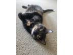 Adopt Nala a Black (Mostly) American Shorthair / Mixed (short coat) cat in Rocky