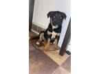 Adopt Rocky a Brown/Chocolate - with Black German Shepherd Dog / Bullmastiff /