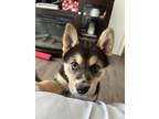 Adopt Bella a Black - with Tan, Yellow or Fawn German Shepherd Dog / Husky /