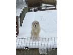 Adopt Rodolphe a White Great Pyrenees / Mixed dog in Vilas, NC (41450195)