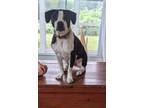 Adopt Mac a Black - with White American Staffordshire Terrier / American Pit
