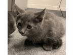 Adopt Topaz a Domestic Shorthair / Mixed cat in Sheboygan, WI (41450192)
