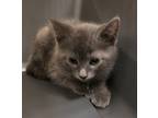 Adopt Emerald a Domestic Shorthair / Mixed cat in Sheboygan, WI (41450191)