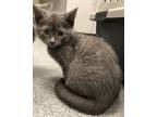 Adopt Amethyst a Domestic Shorthair / Mixed cat in Sheboygan, WI (41450190)