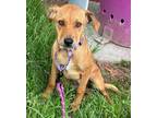 Adopt SABINA a Tan/Yellow/Fawn Rat Terrier / Carolina Dog / Mixed dog in BELL
