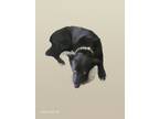 Adopt Blue a Black Husky dog in San Antonio, TX (41450157)