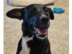 Adopt Casino a Black - with White Greyhound dog in Anderson, SC (41416491)