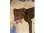 Adopt Laurent a Brown/Chocolate - with White American Pit Bull Terrier / Mixed