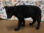 Adopt Salsa a Black Shepherd (Unknown Type) / Mixed dog in Gainesville