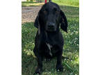 Adopt Frankie a Black Basset Hound / Mixed dog in Thomasville, GA (41389754)