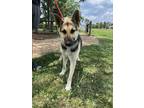 Adopt Sky a Black German Shepherd Dog / Mixed dog in Thomasville, GA (41389513)