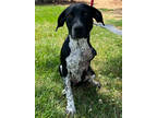 Adopt Thomas a Black Pointer / Mixed dog in Thomasville, GA (41389802)