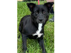 Adopt Wrenley a Black Australian Cattle Dog / Mixed dog in Thomasville