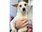 Adopt Elsie a White Terrier (Unknown Type, Small) / Mixed dog in Thomasville