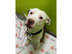 Adopt Smokey a White American Pit Bull Terrier / Mixed Breed (Medium) / Mixed