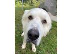 Adopt Yeti (HW+) a White Great Pyrenees / Mixed dog in Conway, SC (41450140)