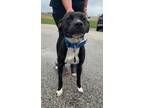 Adopt Norbit a Black American Pit Bull Terrier / Mixed Breed (Medium) / Mixed