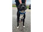 Adopt Norbit a Black American Pit Bull Terrier / Mixed dog in Vincennes