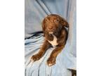 Adopt Nola (6206) a Brown/Chocolate - with White Pit Bull Terrier / Mastiff /