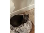 Adopt Killua a Gray or Blue Domestic Mediumhair / Mixed (medium coat) cat in
