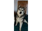 Adopt Fenrir a Black - with White Alaskan Malamute / Husky / Mixed dog in