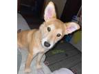 Adopt Nala (Mini Shiba Inu in CT) Last Fee Drop! a Tan/Yellow/Fawn - with White