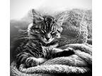 Adopt Xena Fage a Gray, Blue or Silver Tabby Siberian / Mixed (medium coat) cat