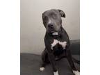 Adopt Naomi a Brown/Chocolate American Pit Bull Terrier / Mixed dog in Phoenix