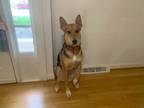 Adopt Bella a Black - with Tan, Yellow or Fawn German Shepherd Dog / Mixed dog