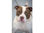 Adopt Rambo a Tan/Yellow/Fawn Mixed Breed (Large) / Mixed dog in Greenwood