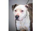 Adopt Beau a White American Pit Bull Terrier / Mixed Breed (Medium) / Mixed