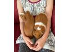 Adopt Carpo a Brown or Chocolate Guinea Pig / Mixed small animal in Washington