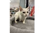 Adopt Lamb a White Domestic Shorthair (short coat) cat in Kennesaw