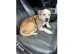 Adopt Lucky a White - with Tan, Yellow or Fawn American Pit Bull Terrier / Mixed