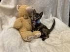 Adopt Cassidy a Tortoiseshell Domestic Shorthair (short coat) cat in Metairie