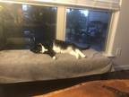 Adopt Dusty a Black & White or Tuxedo Domestic Longhair / Mixed (medium coat)