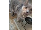 Adopt Princess a Gray, Blue or Silver Tabby Tabby / Mixed (short coat) cat in